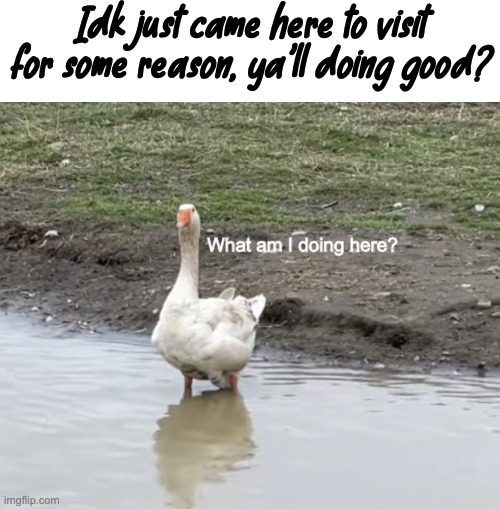 What am I doing here? | Idk just came here to visit for some reason, ya'll doing good? | image tagged in what am i doing here | made w/ Imgflip meme maker