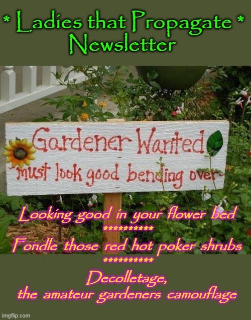 Gardening for Ladies | * Ladies that Propagate *
Newsletter; Looking  good  in  your  flower  bed
**********
Fondle  those  red  hot  poker  shrubs
**********
Decolletage,
the  amateur  gardeners  camouflage | image tagged in flower train man | made w/ Imgflip meme maker