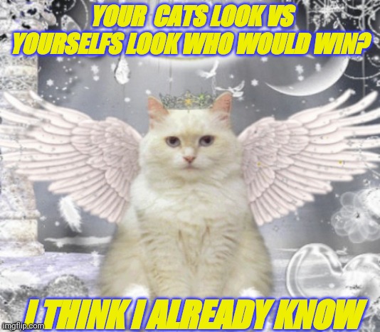 Cat Angel | YOUR  CATS LOOK VS YOURSELFS LOOK WHO WOULD WIN? I THINK I ALREADY KNOW | image tagged in cat angel | made w/ Imgflip meme maker