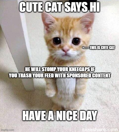 Cute Cat Meme - Imgflip