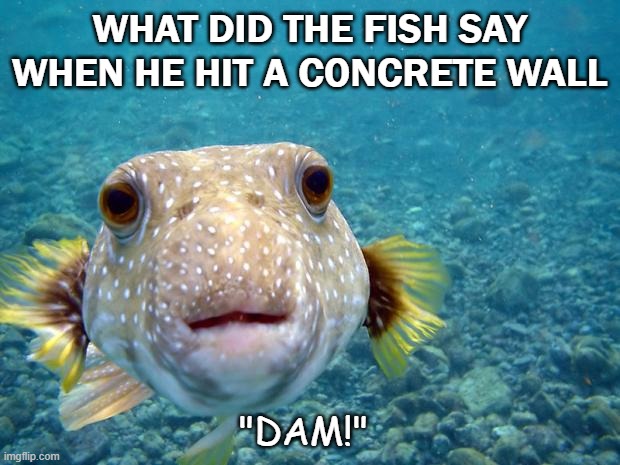 Daily Bad Dad Joke 09/17/2021 | WHAT DID THE FISH SAY WHEN HE HIT A CONCRETE WALL; "DAM!" | image tagged in questioning fish | made w/ Imgflip meme maker