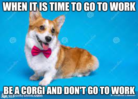 Corgi Time! | WHEN IT IS TIME TO GO TO WORK; BE A CORGI AND DON'T GO TO WORK | image tagged in work | made w/ Imgflip meme maker