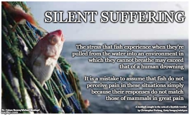 Fish Suffer Too | Dr. Culum Brown/Michael Stoskopf | image tagged in vegan,fish,ocean,sea,environment,empathy | made w/ Imgflip meme maker