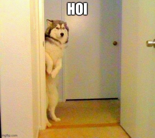Husky peeking in doorway  | HOI | image tagged in husky peeking in doorway | made w/ Imgflip meme maker