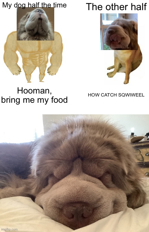My dog half the time; The other half; Hooman, bring me my food; HOW CATCH SQWIWEEL | image tagged in memes,buff doge vs cheems | made w/ Imgflip meme maker