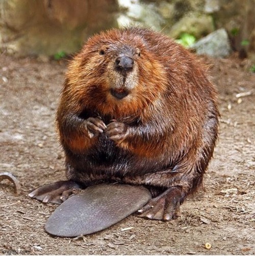 Beaver | image tagged in beaver | made w/ Imgflip meme maker
