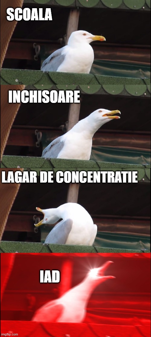 Inhaling Seagull Meme | SCOALA; INCHISOARE; LAGAR DE CONCENTRATIE; IAD | image tagged in memes,inhaling seagull | made w/ Imgflip meme maker