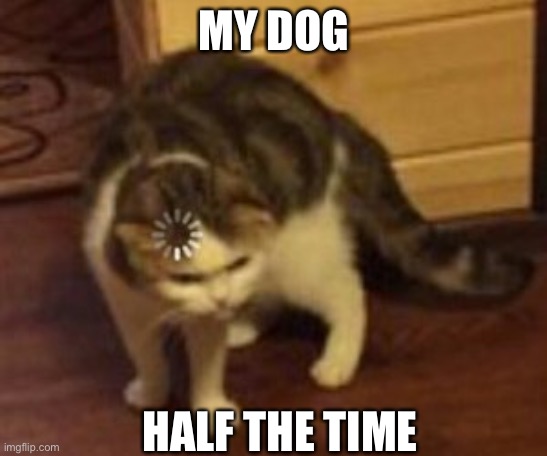 HUMAN SERVANT, WHAT DO YOU WANT?!?! | MY DOG; HALF THE TIME | image tagged in loading cat | made w/ Imgflip meme maker
