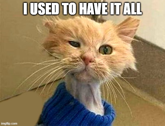 I USED TO HAVE IT ALL | image tagged in wtf-cat | made w/ Imgflip meme maker