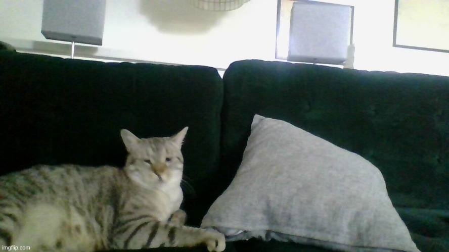 cattt | made w/ Imgflip meme maker