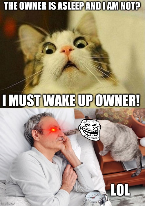 Oh No... | THE OWNER IS ASLEEP AND I AM NOT? I MUST WAKE UP OWNER! LOL | image tagged in memes,scared cat,asleep,cat,kitty | made w/ Imgflip meme maker