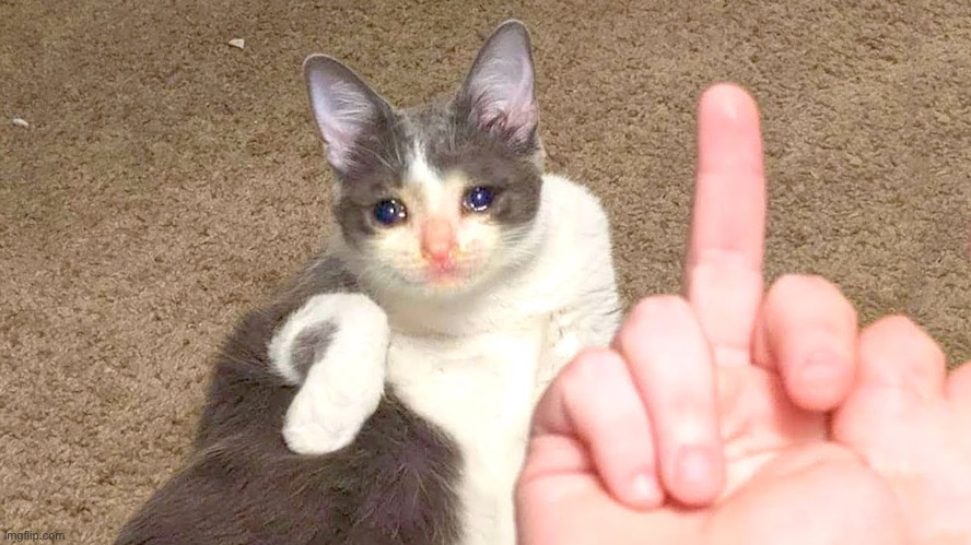 Middle finger cat | image tagged in middle finger cat | made w/ Imgflip meme maker