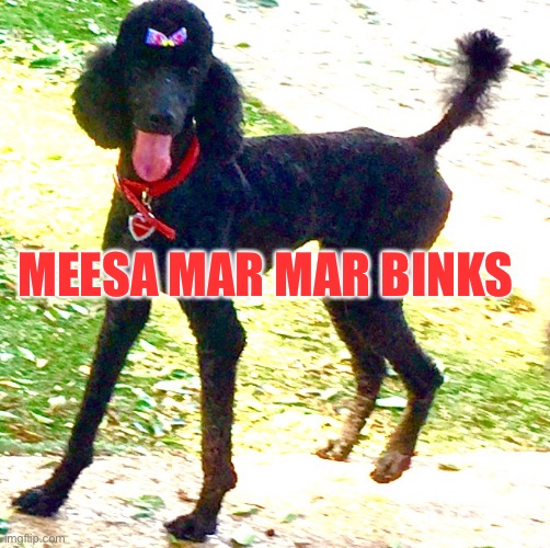 Marley Gump as Mar Mar Binks | MEESA MAR MAR BINKS | image tagged in marley poodle,shes the marmar binkies,bink binks,mars,mamars | made w/ Imgflip meme maker