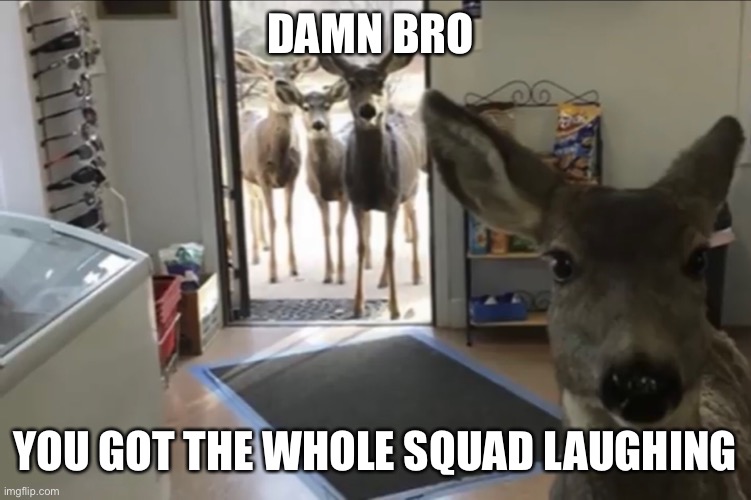 Deers staring | DAMN BRO; YOU GOT THE WHOLE SQUAD LAUGHING | image tagged in deer,staring | made w/ Imgflip meme maker
