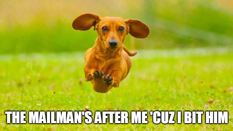 THE MAILMAN'S AFTER ME 'CUZ I BIT HIM | image tagged in meme,memes,dog,dogs | made w/ Imgflip meme maker