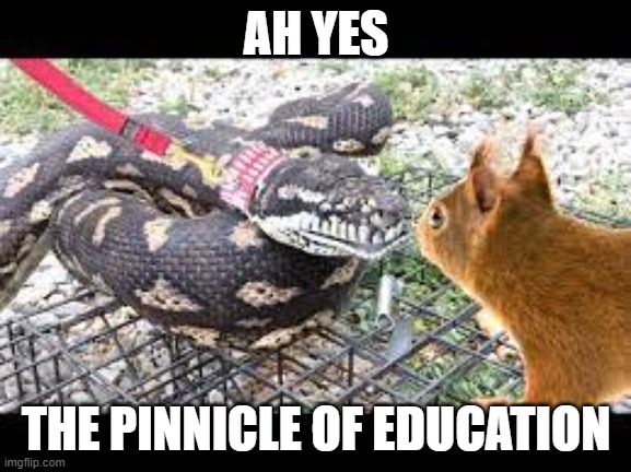 Reptile Channel Cringe | AH YES; THE PINNICLE OF EDUCATION | image tagged in reptile channel cringe | made w/ Imgflip meme maker