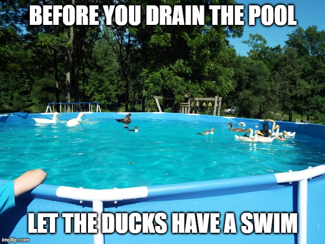 POOL TIME! | BEFORE YOU DRAIN THE POOL; LET THE DUCKS HAVE A SWIM | image tagged in ducks,duck | made w/ Imgflip meme maker