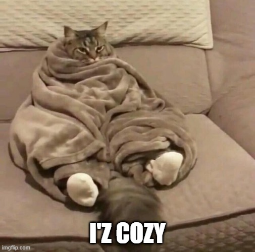 COZY KITTY | I'Z COZY | image tagged in cats,funny cats | made w/ Imgflip meme maker