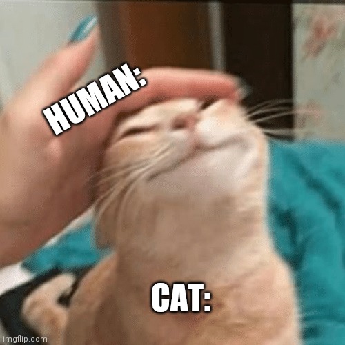 Literal meme | HUMAN:; CAT: | image tagged in pet the cat | made w/ Imgflip meme maker