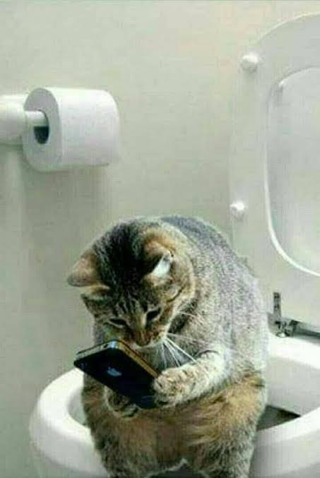 High Quality Cat phone toilet Blank Meme Template
