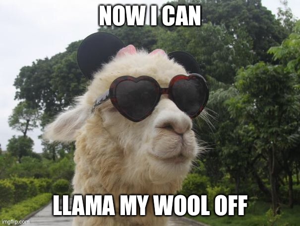 cool llama | NOW I CAN; LLAMA MY WOOL OFF | image tagged in cool llama | made w/ Imgflip meme maker