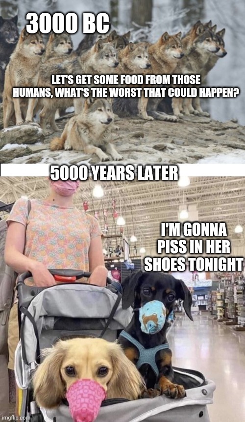 Animal abuse | 3000 BC; LET'S GET SOME FOOD FROM THOSE HUMANS, WHAT'S THE WORST THAT COULD HAPPEN? 5000 YEARS LATER; I'M GONNA PISS IN HER SHOES TONIGHT | image tagged in dogs | made w/ Imgflip meme maker