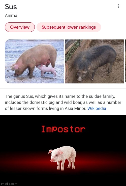 Pigs are sus | image tagged in memes,funny,animals,pigs,impostor,among us | made w/ Imgflip meme maker