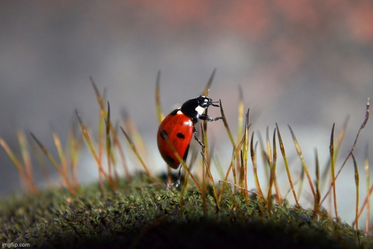 Closeup of a Ladybug. | image tagged in awesome,unfunny | made w/ Imgflip meme maker