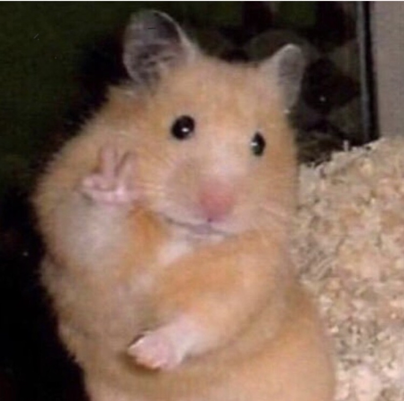 Hamster Blank Meme Template