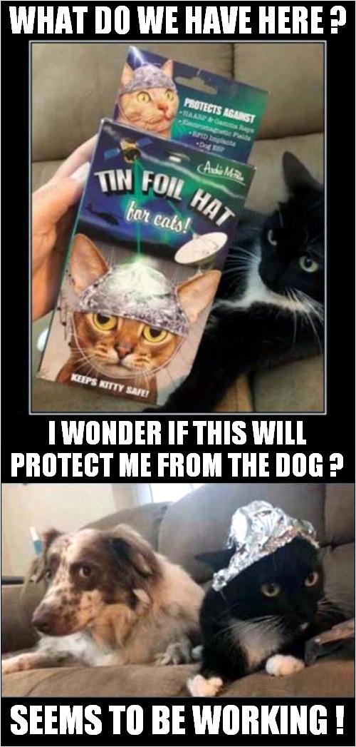 Dog Questions The Sanity Of The Cat ! | WHAT DO WE HAVE HERE ? I WONDER IF THIS WILL PROTECT ME FROM THE DOG ? SEEMS TO BE WORKING ! | image tagged in cats,tin foil hat,dogs,sanity | made w/ Imgflip meme maker