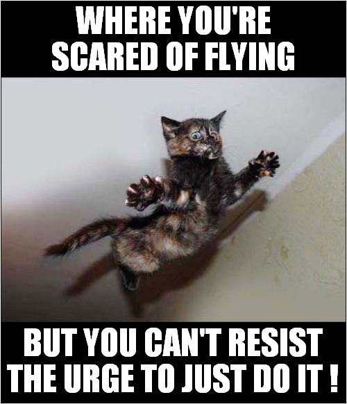 A Feline Fear Of Flying ! | WHERE YOU'RE SCARED OF FLYING; BUT YOU CAN'T RESIST
THE URGE TO JUST DO IT ! | image tagged in cats,fear,flying | made w/ Imgflip meme maker