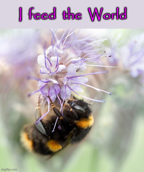 I feed the World | I  feed  the  World | image tagged in bumblebee | made w/ Imgflip meme maker