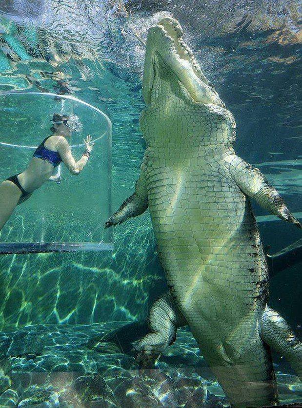 High Quality Woman Australian Saltwater Crocodile Blank Meme Template