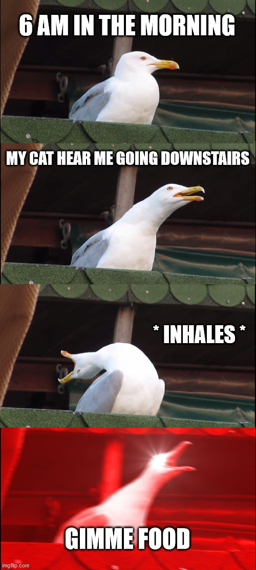 morning cats be like | 6 AM IN THE MORNING; MY CAT HEAR ME GOING DOWNSTAIRS; * INHALES *; GIMME FOOD | image tagged in memes,inhaling seagull | made w/ Imgflip meme maker