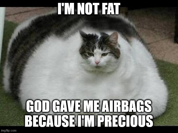 Not fat | I'M NOT FAT; GOD GAVE ME AIRBAGS BECAUSE I'M PRECIOUS | image tagged in fat cat 2 | made w/ Imgflip meme maker