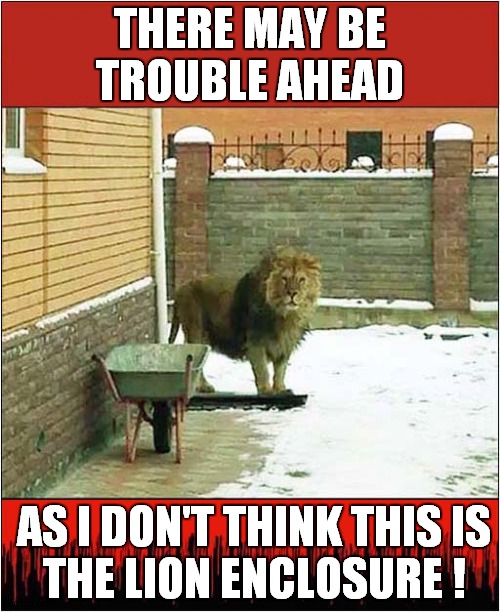 This Doesn't Look Good ! | THERE MAY BE TROUBLE AHEAD; AS I DON'T THINK THIS IS
THE LION ENCLOSURE ! | image tagged in fun,lion,life and death | made w/ Imgflip meme maker