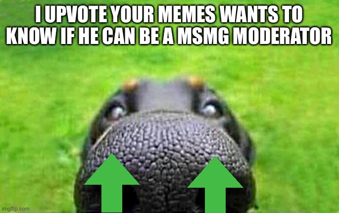 upvote | I UPVOTE YOUR MEMES WANTS TO KNOW IF HE CAN BE A MSMG MODERATOR | image tagged in upvote | made w/ Imgflip meme maker
