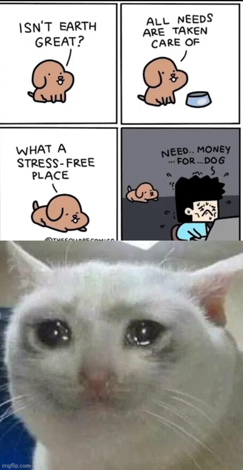 1 upvote = 1 prayer to thid dog 3:( | image tagged in crying cat | made w/ Imgflip meme maker