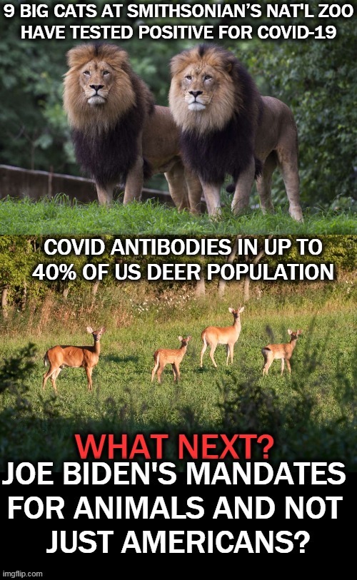 In Addition to Vaccines, What About Mask Mandates? | image tagged in politics,covid-19,deer,lions,vaccines,masks | made w/ Imgflip meme maker