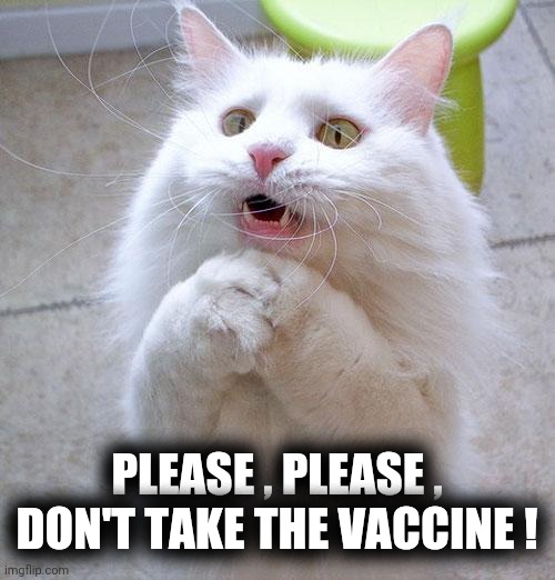 Begging Cat | PLEASE , PLEASE , DON'T TAKE THE VACCINE ! | image tagged in begging cat | made w/ Imgflip meme maker