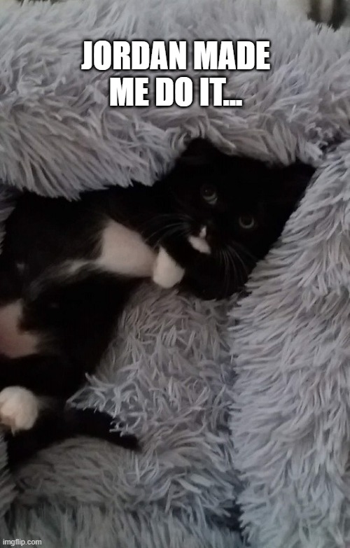 Jacó @JordanandJaco https://www.facebook.com/JordanandHatch | JORDAN MADE ME DO IT... | image tagged in kittens,lol so funny,trouble,cute cat,animals,cute kittens | made w/ Imgflip meme maker