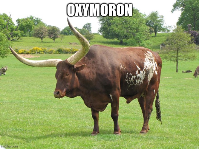 oxymoron | OXYMORON | image tagged in oxymoron | made w/ Imgflip meme maker