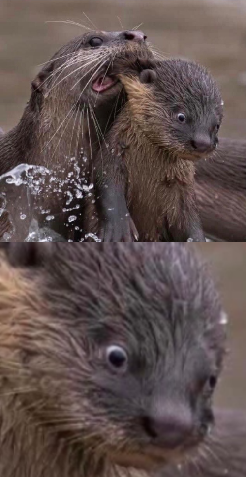 otter oh no Blank Meme Template