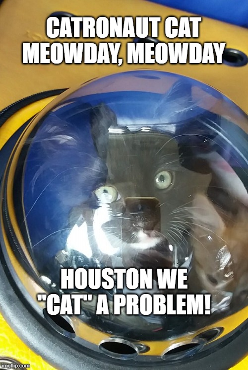 JordanandJacó https://www.facebook.com/JordanandHatch | CATRONAUT CAT MEOWDAY, MEOWDAY; HOUSTON WE "CAT" A PROBLEM! | image tagged in cats,kittens,funny cats,space,funny animals,lolcats | made w/ Imgflip meme maker