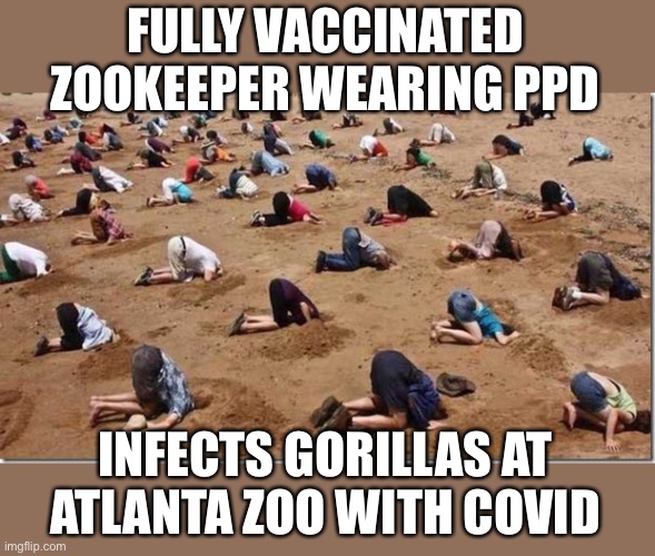 Head in sand | FULLY VACCINATED ZOOKEEPER WEARING PPD INFECTS GORILLAS AT ATLANTA ZOO WITH COVID | image tagged in head in sand | made w/ Imgflip meme maker