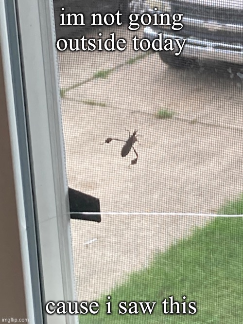what is this bug |  im not going outside today; cause i saw this | image tagged in what can i say except aaaaaaaaaaa,ewwww,bugs,insects,insect,creepy | made w/ Imgflip meme maker