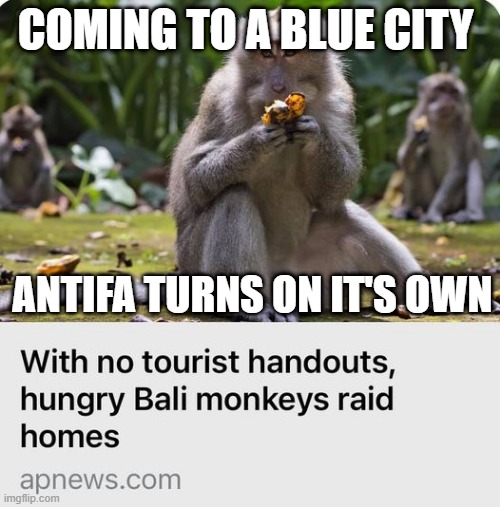 Not My Monkeys | COMING TO A BLUE CITY; ANTIFA TURNS ON IT'S OWN | image tagged in not my circus | made w/ Imgflip meme maker