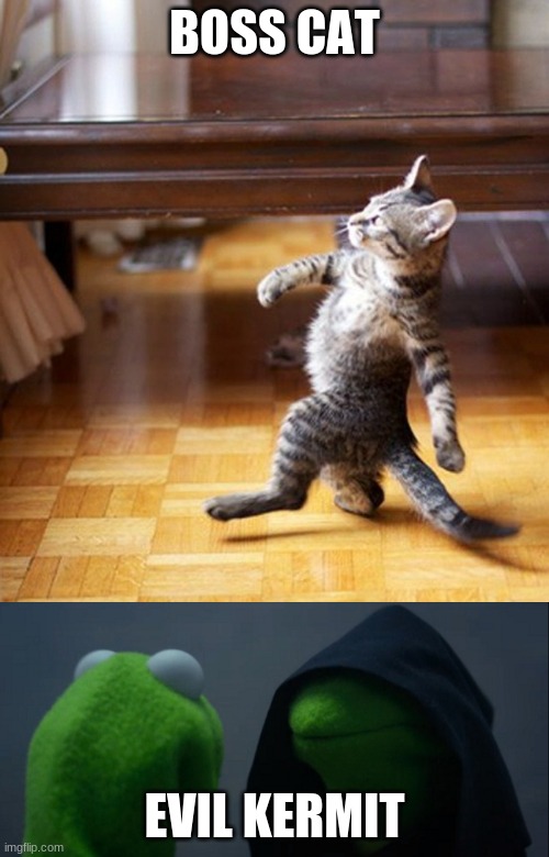 BOSS CAT; EVIL KERMIT | image tagged in cat walking like a boss,memes,evil kermit | made w/ Imgflip meme maker