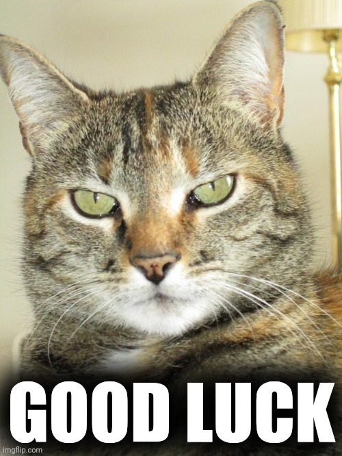Kitty's Thoughts and Observations | GOOD LUCK | image tagged in kitty's thoughts and observations | made w/ Imgflip meme maker