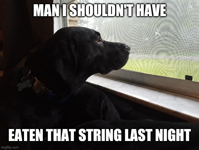 Melancholy Dog | MAN I SHOULDN'T HAVE; EATEN THAT STRING LAST NIGHT | image tagged in dog,animal,funny memes,funny | made w/ Imgflip meme maker